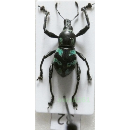 Metapocyrtus lindabonus W.Schultze, 1922 male Philippines32